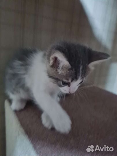Котята в добрые руки 1 месяц