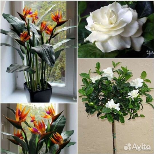 Стрелиция Королевская, Гардения семена