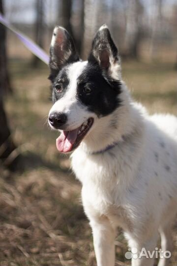 Собака Мустанг небольшого размера ищет дом