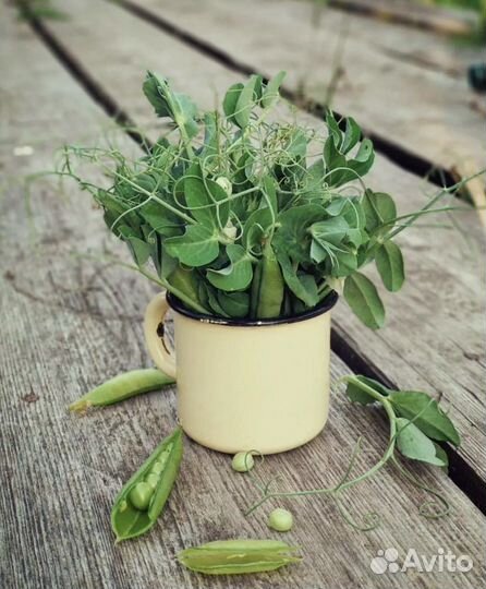 Молодой горох