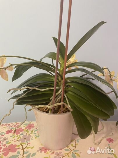 Орхидея Джулия