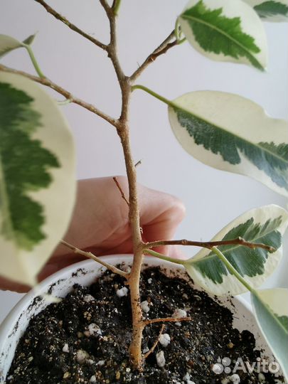 Фикус де Гантель