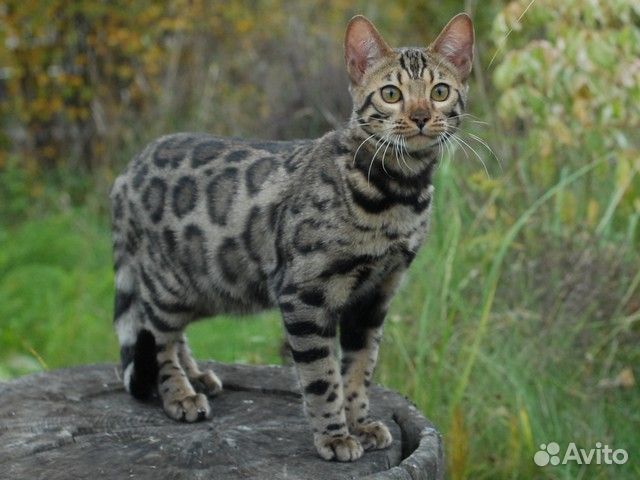 Бенгальская кошка. Девочка с ярким рисунком