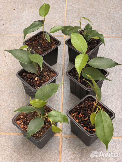 Фикус Бенджамина Наташа Даниель