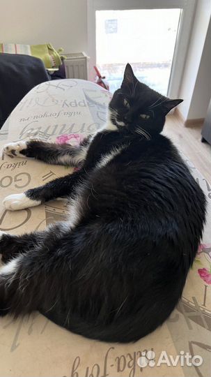 Взрослая кошка