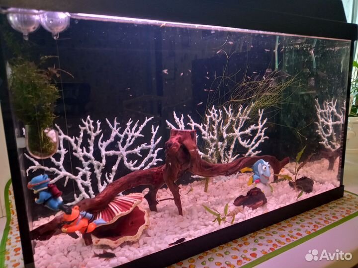 Аквариумы, кораллы