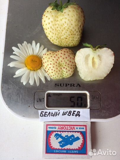 Клубника Белый Швед