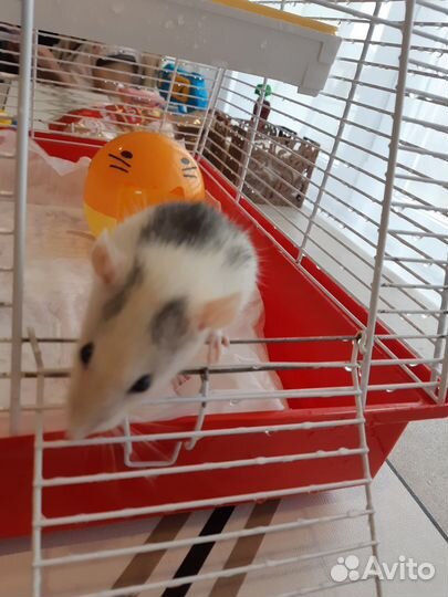 Крыска ручная