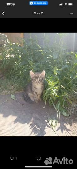 Котята бесплатно