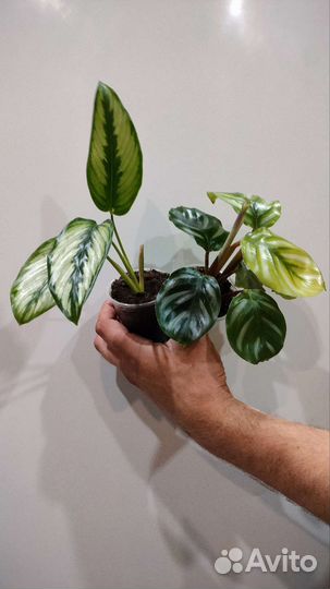 Калатея Пикок,Оазис и др