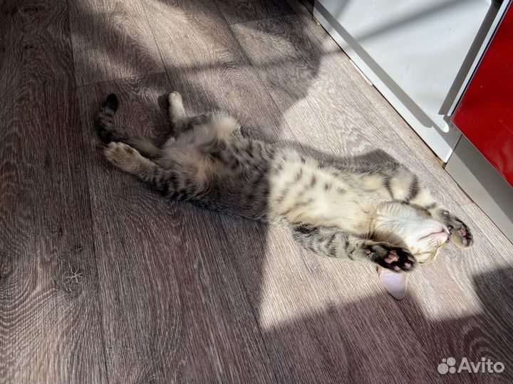 Отдам кота в добрые руки