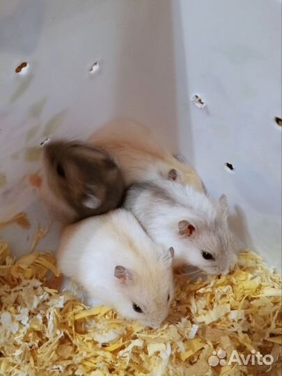 Джунгарский хомяк