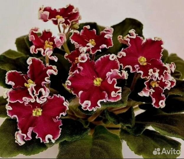 Домашние цветы