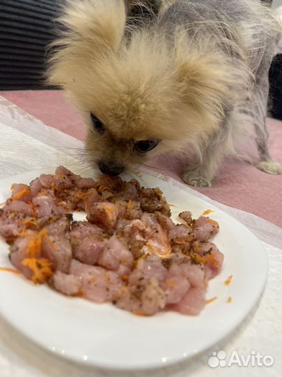 Передержка собак в домашних условиях