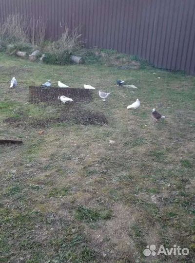 Голуби Пермяки и Николаевский полёт бабочка