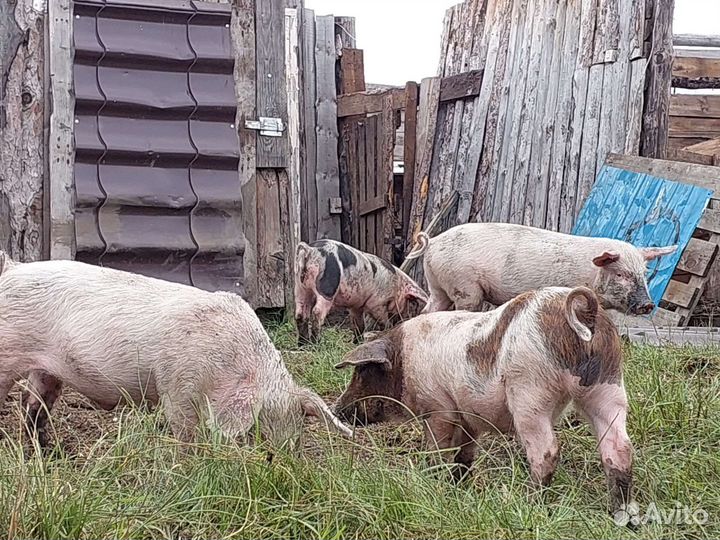 Продажа порсят