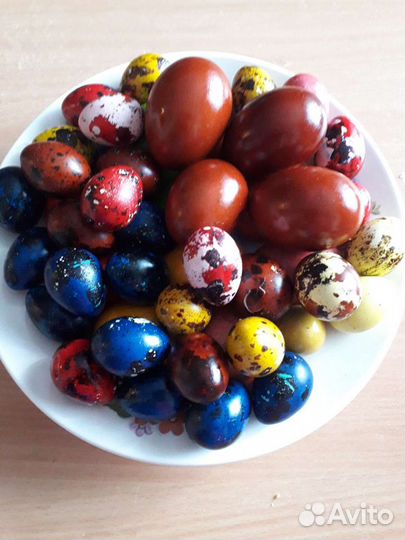 Перепела, помет