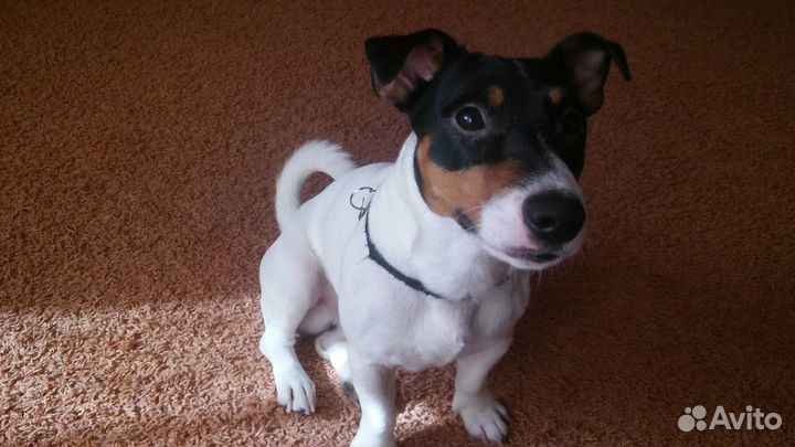 Вязка Джек Рассел Терьер