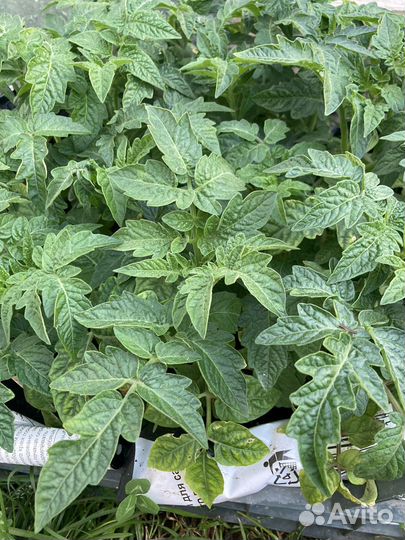 Томаты большие, кабачки, арбузы,петуния