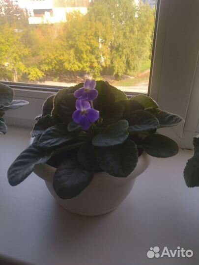 Женское счастье