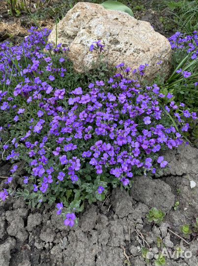 Роза ароматная Цветы