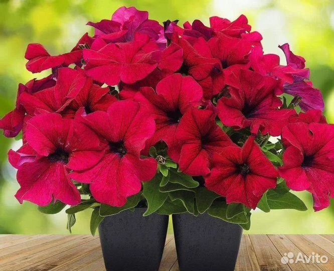 Петуния кустовая