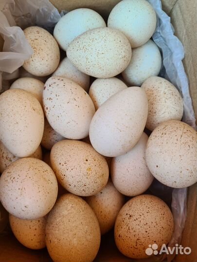 Инкубационное яйцо индейки