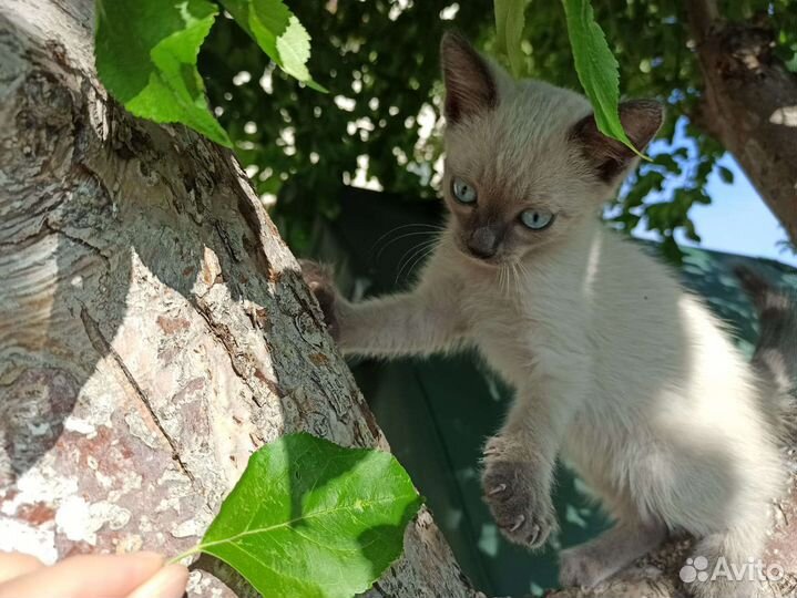 Отдам котенка