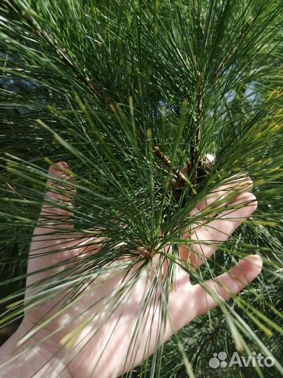 Сосна Веймутова