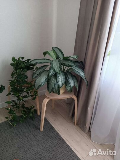 Аглаонема сильвер бей