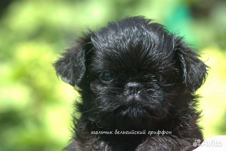 Гриффон и пти брабансон