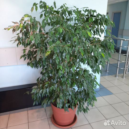 Комнатные растения цветы большие