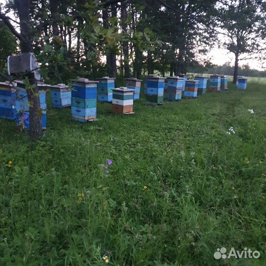 Продам пчелосемьи