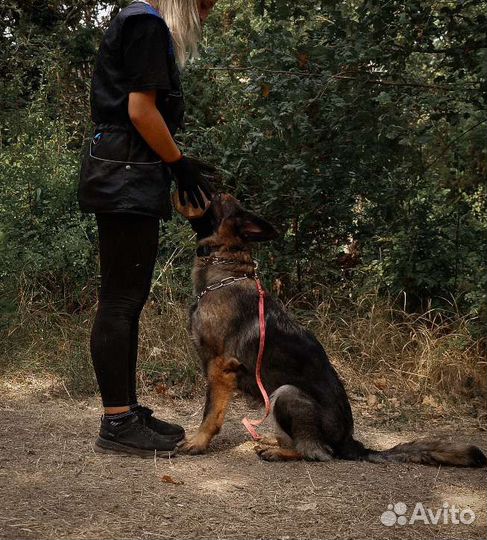 Услуга Кинолога
