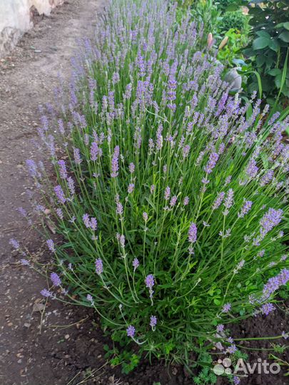Лаванда узколистая monsted