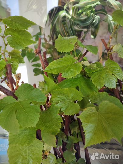 Саженцы винограда