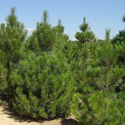 Участок 8 сот. (ИЖС)