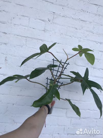 Гибискус,филодендрон,эпипремнум