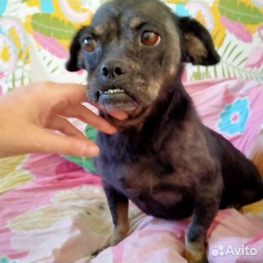 Собака в добрые руки