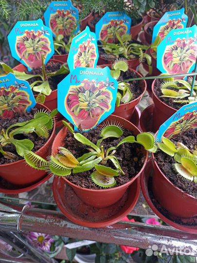 Комнатные цветы