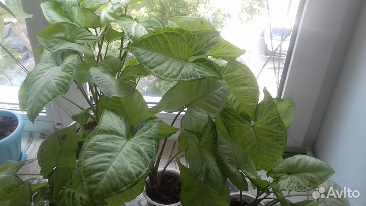 Комнатные цветы