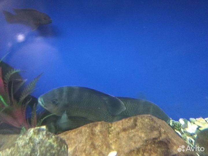 Аквариумные рыбки