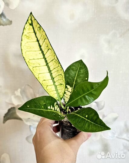 Кротоны монена, жёлтая айстон, pragai thong