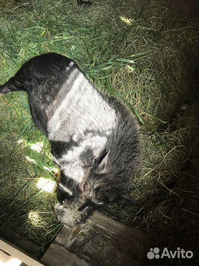 Вьетнамский хряк