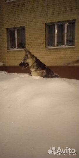Немецкая овчарка