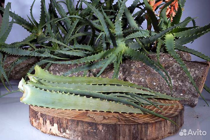 Алоэ на срез