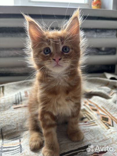 Котята мейн-куны