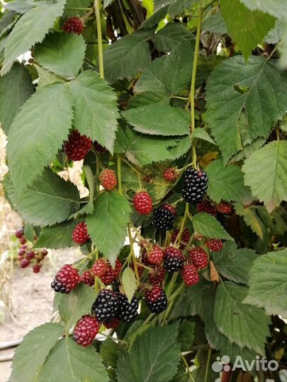 Саженцы малины клубники ежевики 50 р