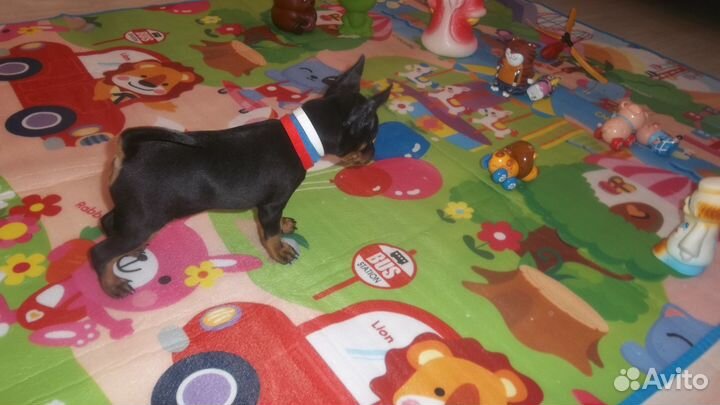 Кобели цвергпинчера