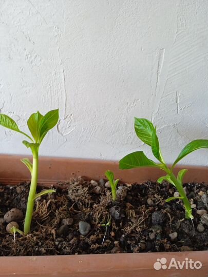 Мандрагора